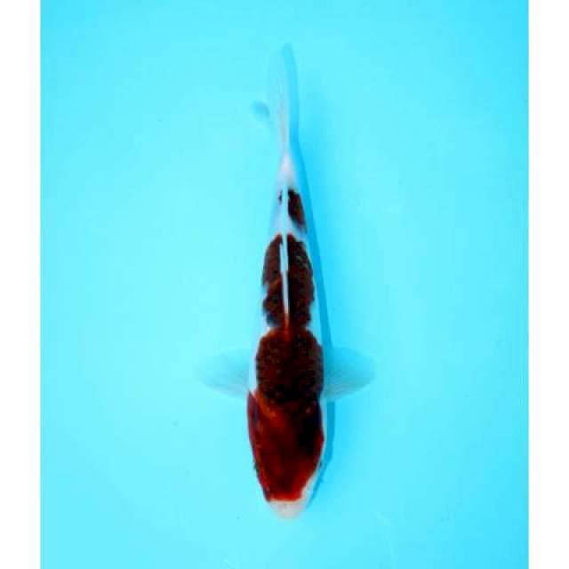 AI GOROMO 20 CM MALE