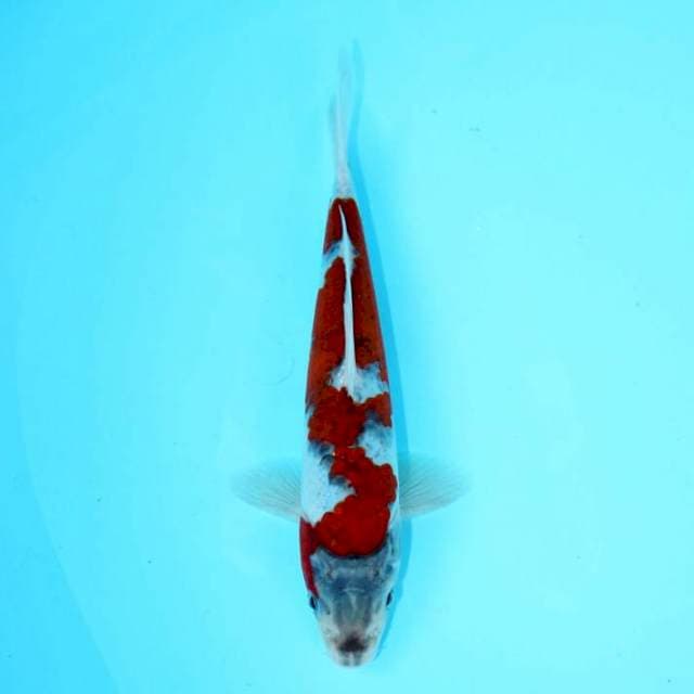 INAZUMA KOROMO 22 CM MALE