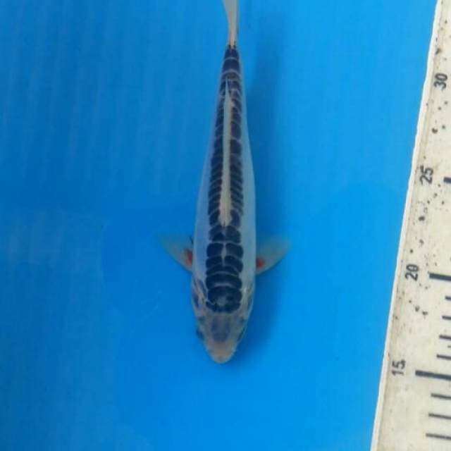 Shusui 19cm
