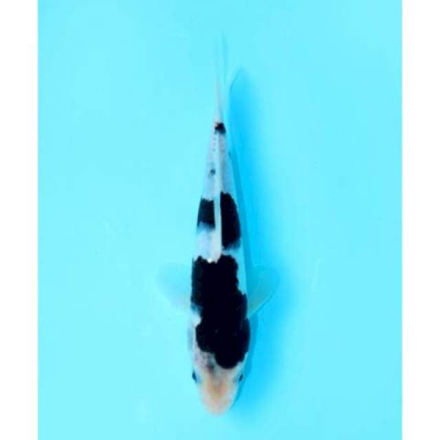 SUMI GOROMO 21 CM MALE