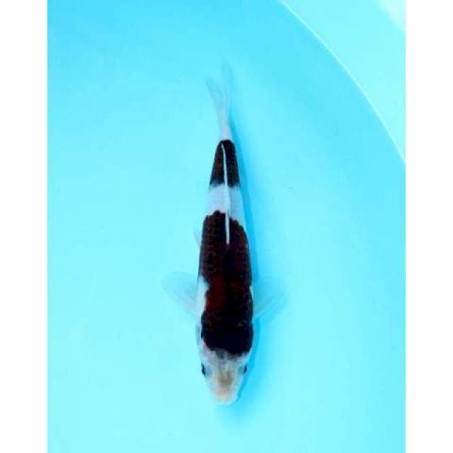 BUDO GOROMO 21 CM MALE