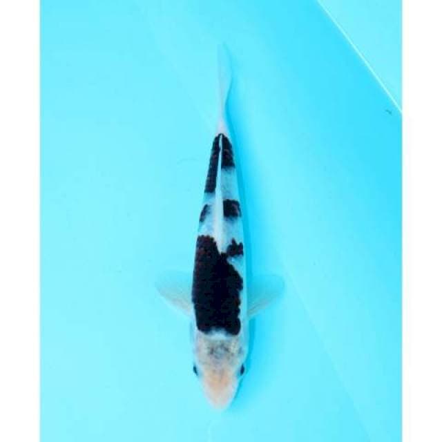 BUDO GOROMO 20 CM MALE