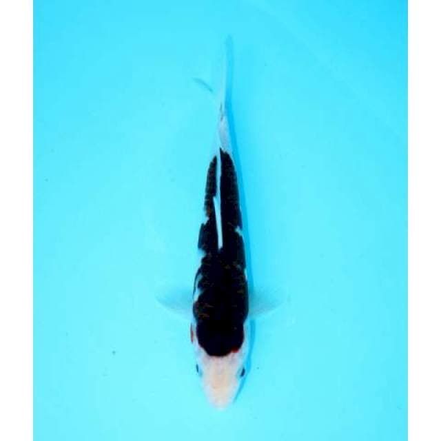 BUDO GOROMO 22 CM MALE