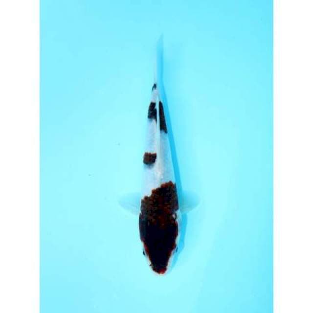 KOROMO 20 CM FEMALE
