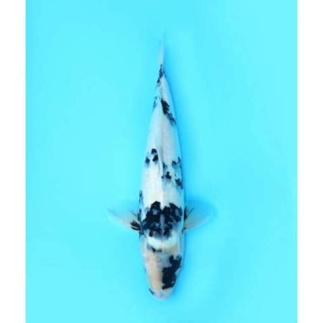 SHIRO TATEGOI 45 CM FEMALE