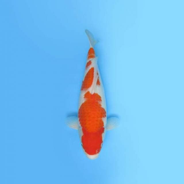KOHAKU JUMBO TOSAI-BULKY