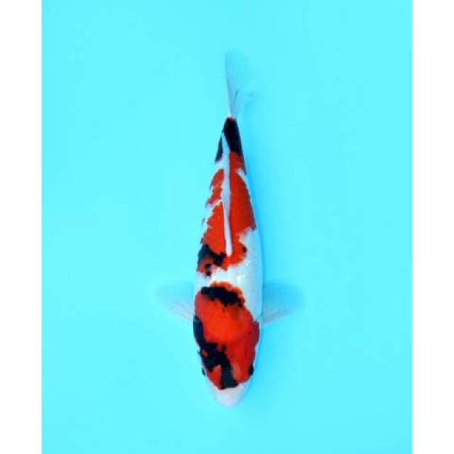 SHOWA SANSHOKU 44 CM FEMALE