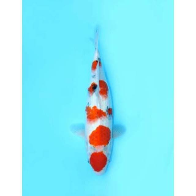 MARUTEN SANKE BODY KURANG SIMETRIS CALON INDUK 48 CM FEMALE