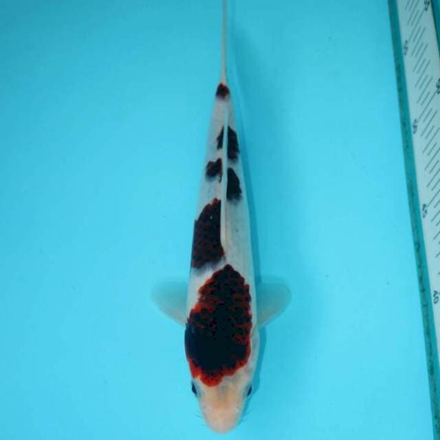 GOROMO 23 CM FEMALE