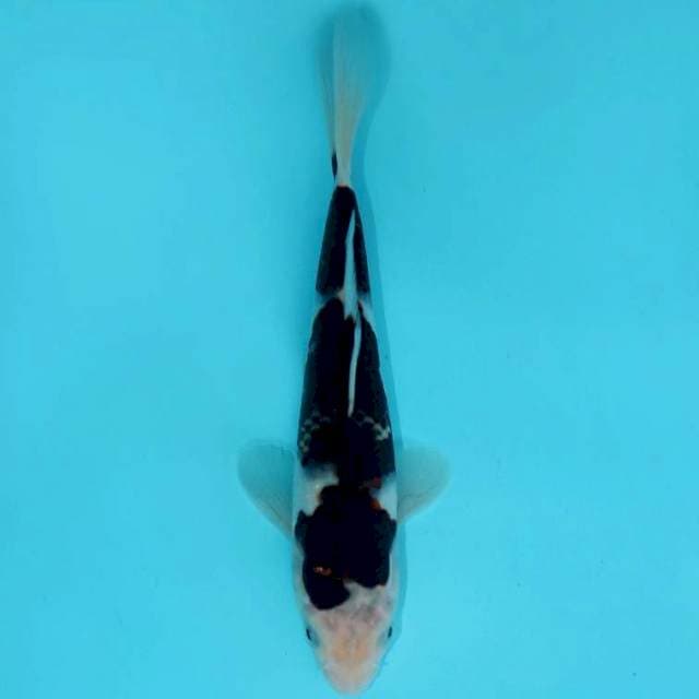 BUDO GOROMO 20 CM FEMALE