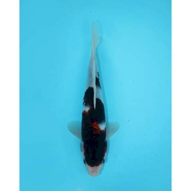 GOROMO 24 CM FEMALE