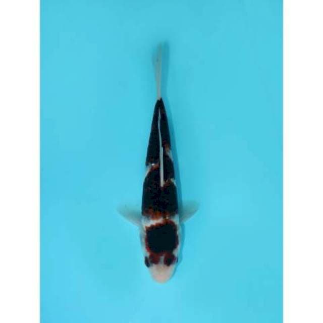 GOROMO 20 CM FEMALE