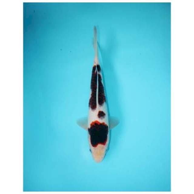GOROMO 26 CM FEMALE