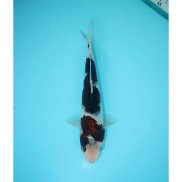 GOROMO 20 CM FEMALE