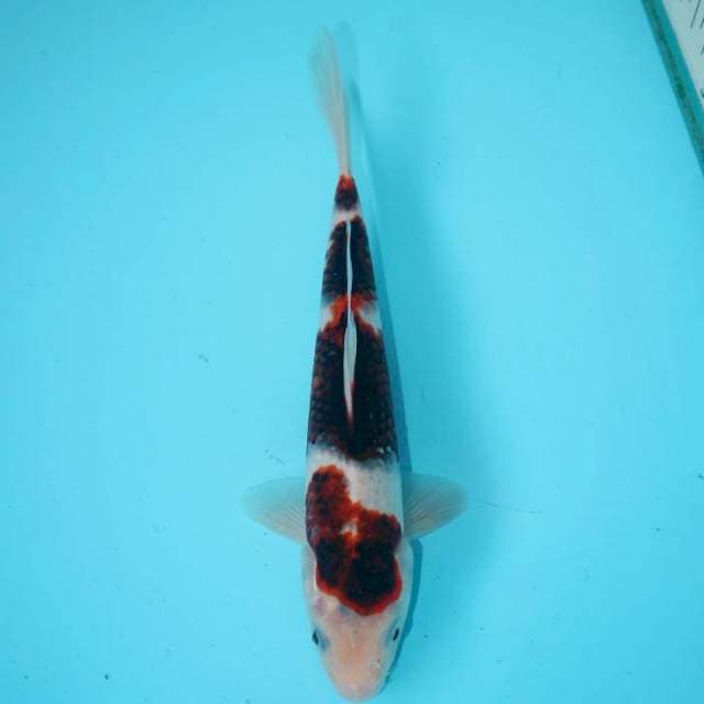 GOROMO 20 CM MALE