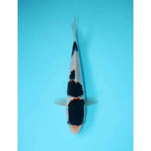 GOROMO 19CM FEMALE