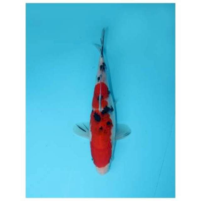 SANKE 21 CM FEMALE