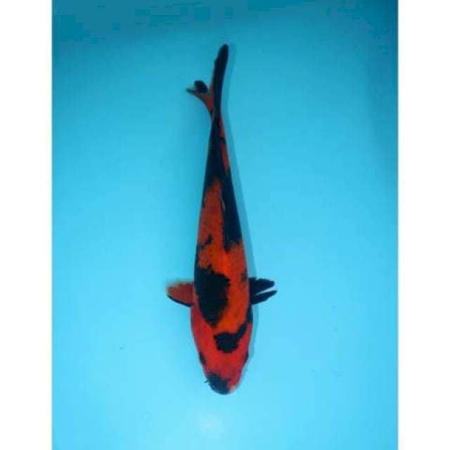 UTSURI 19 CM FEMALE