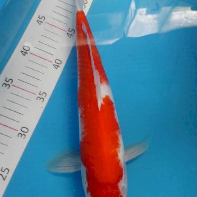 Kohaku