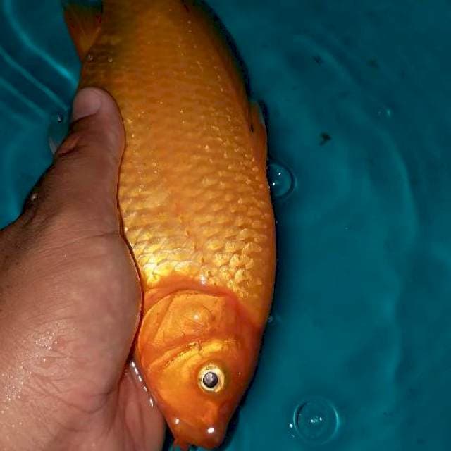 Benigoi plus