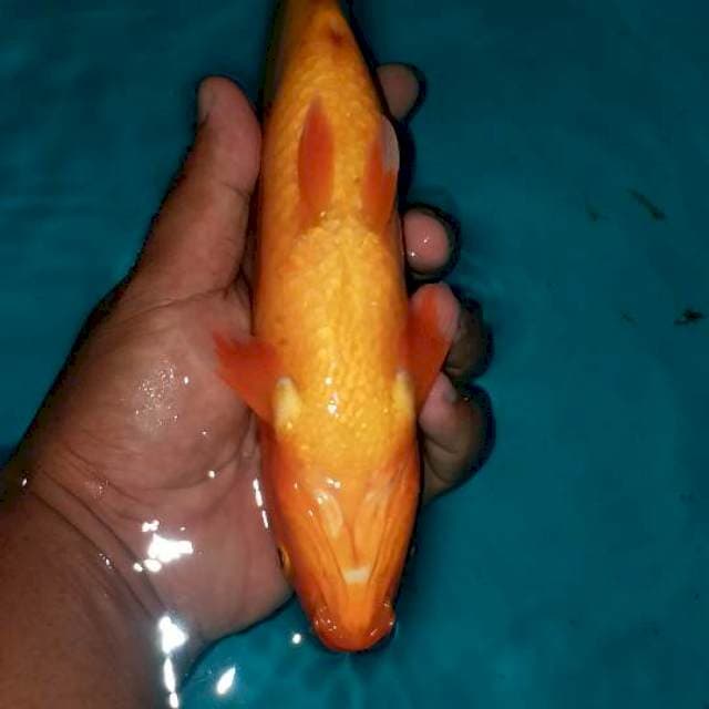 Benigoi plus