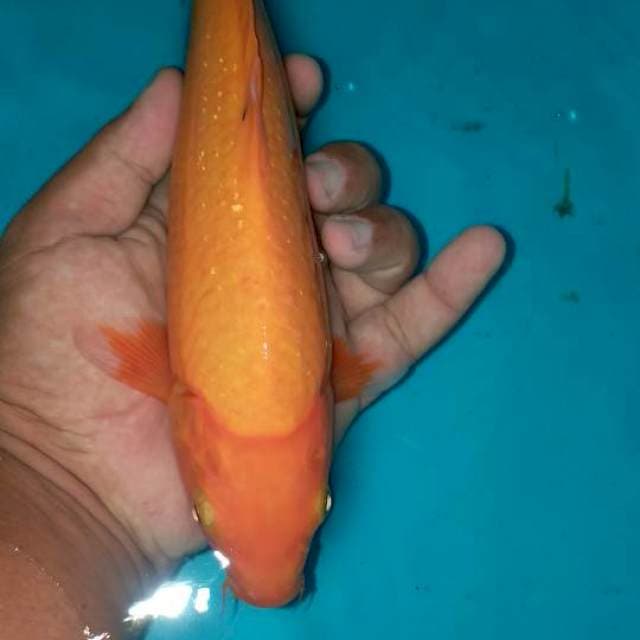 Benigoi plus