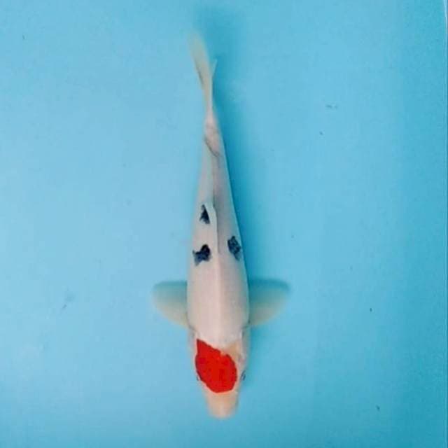 Tancho sanke original 27cm
