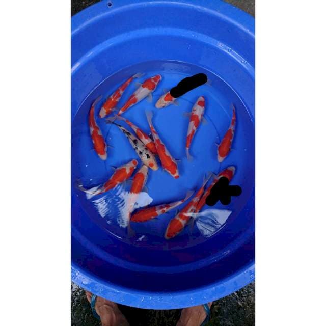 Paket kohaku 12 ekr