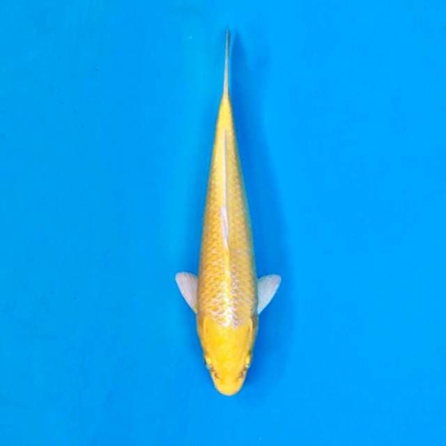 Yamabuki Ogon, super yellow 25cm