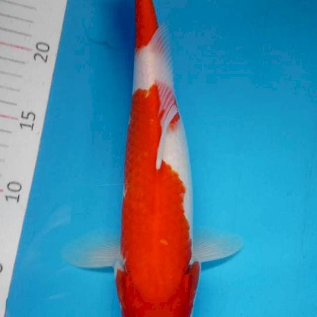 Kohaku
