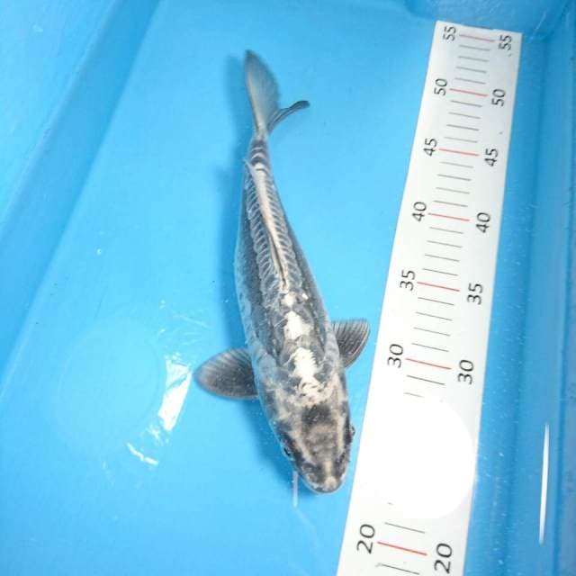 Kiko