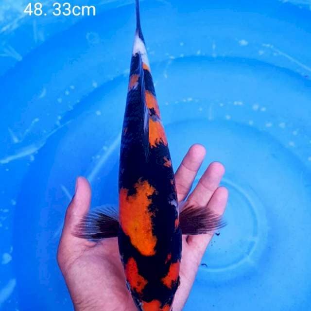Showa strong 33cm