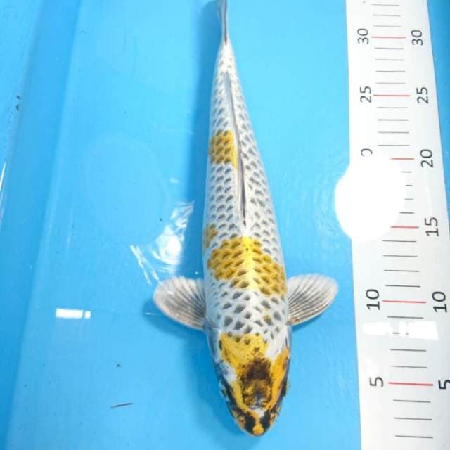 Kujaku