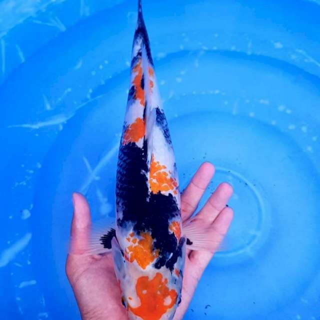 Maruten Showa 38cm