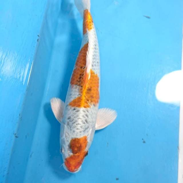 Kujaku antik
