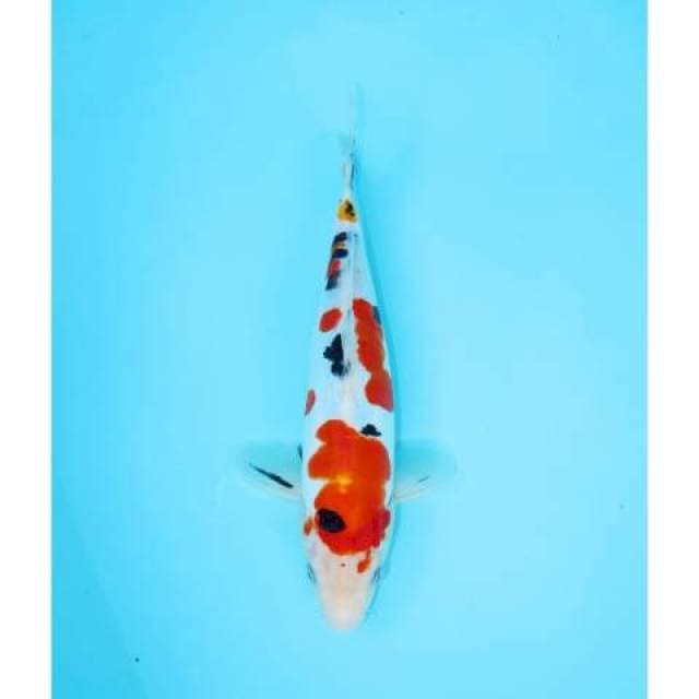 SANKE DOITSU 28 CM FEMALE