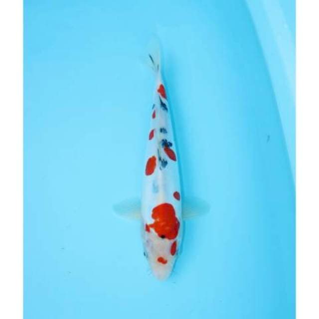 SANKE DOITSU 28 CM MALE