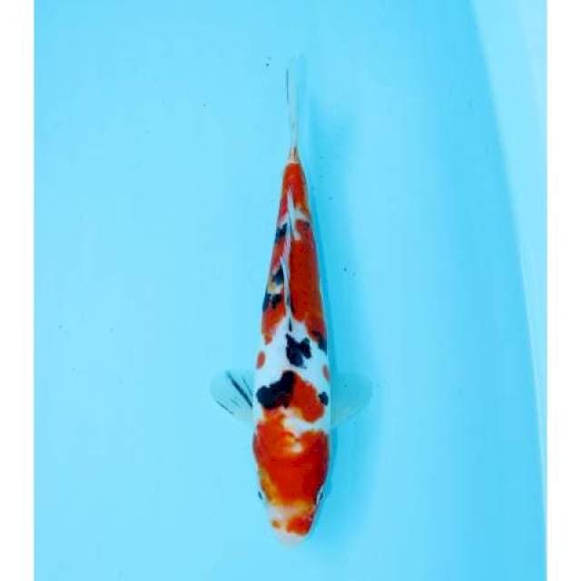 SANKE DOIT 26 CM FEMALE