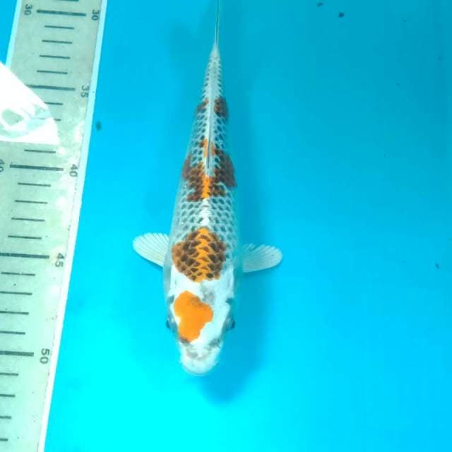 Kujaku, 22 cm