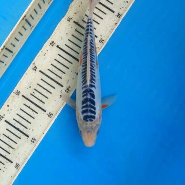 Shusui 26cm