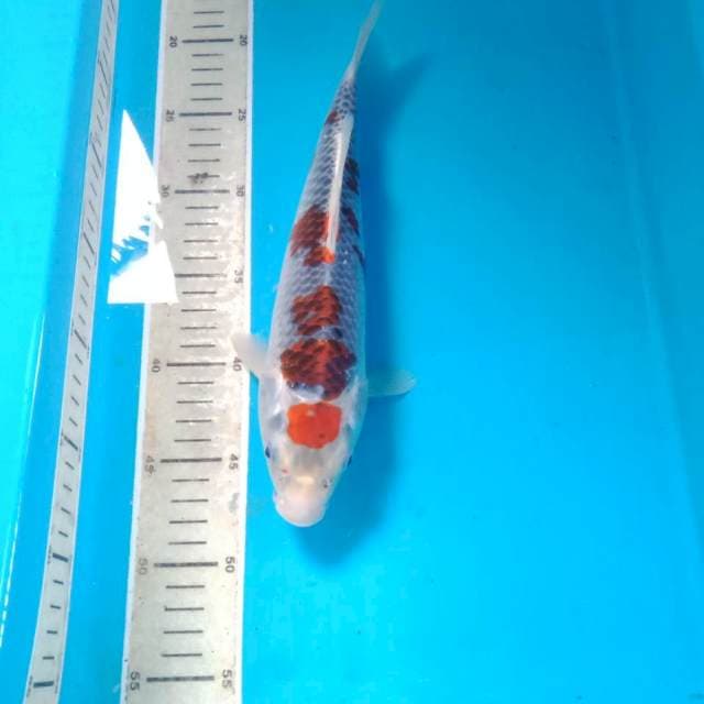 Goshiki, 29 cm