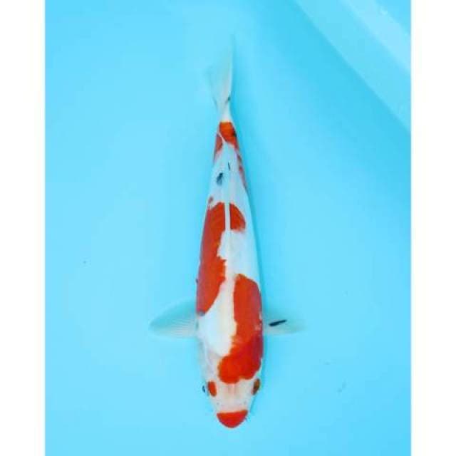 SANKE DOITSU KUCHIBENI 29 CM FEMALE
