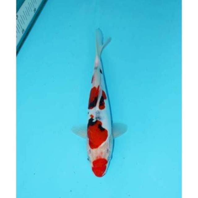 SANKE KUCHIBENI 25 CM FEMALE