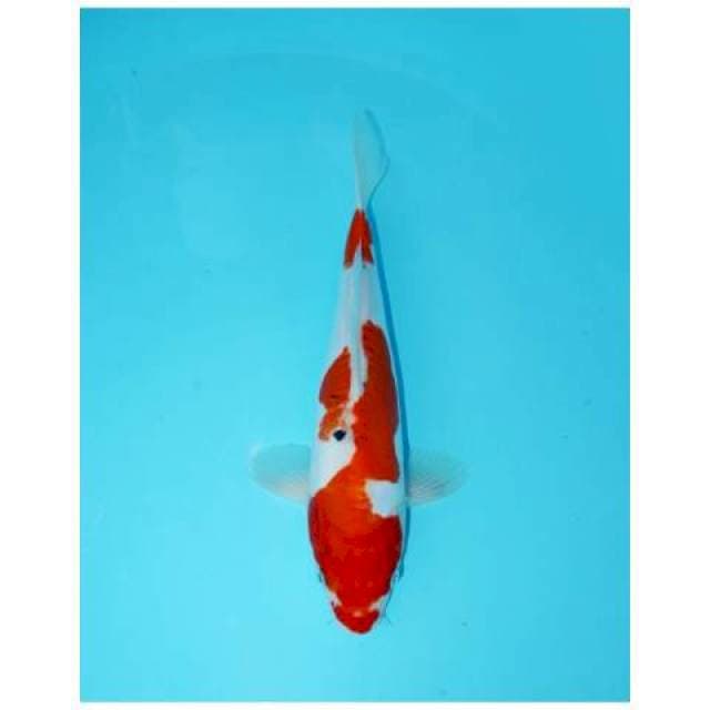 SANKE DOITSU 30 CM FEMALE