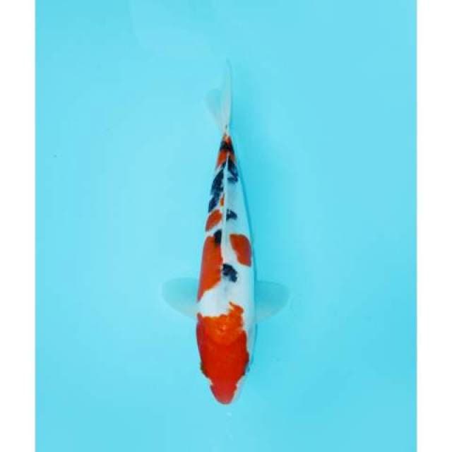 SANKE DOIT 26 CM FEMALE