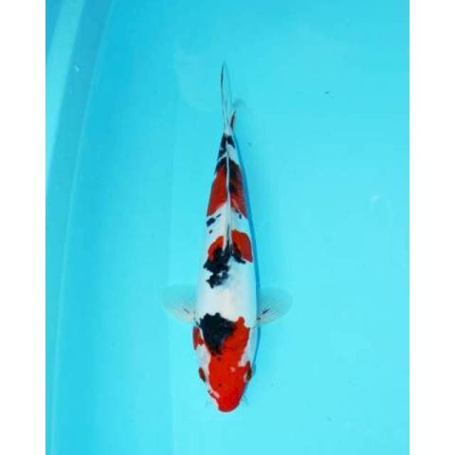 SHOWA DOITSU 25 CM FEMALE