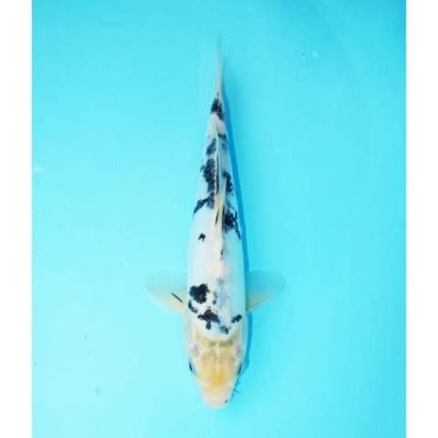 SHIRO TATEGOI DOITSU 29 CM FEMALE