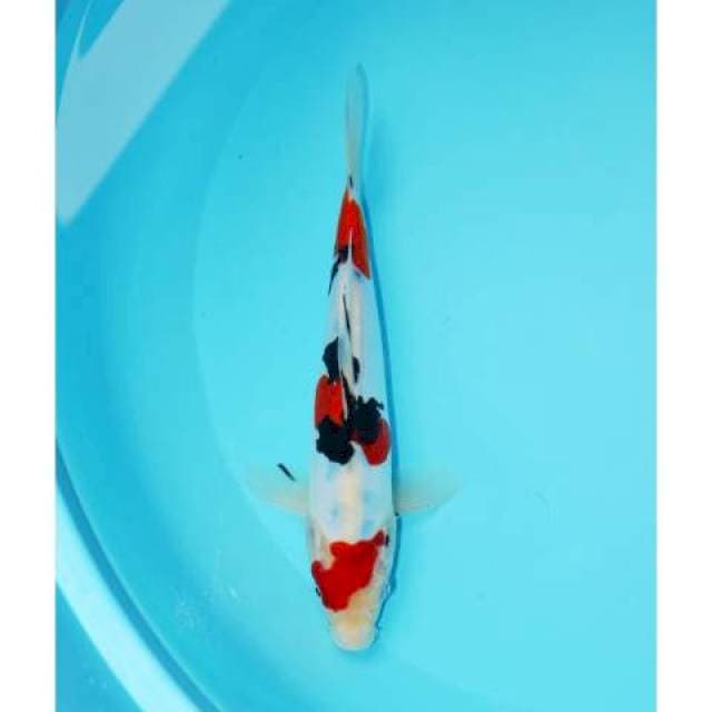 SANKE DOITSU 25 CM FEMALE