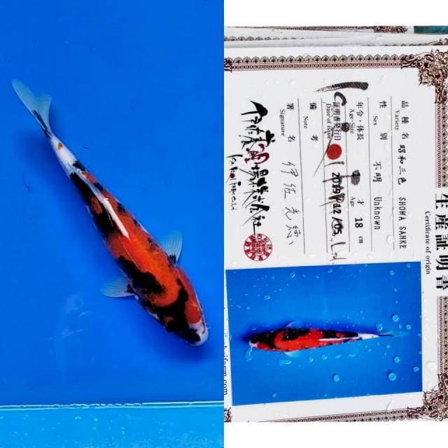 Showa import isa