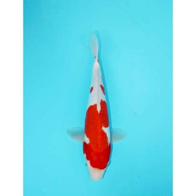 KOHAKU DOIT 27 CM FEMALE